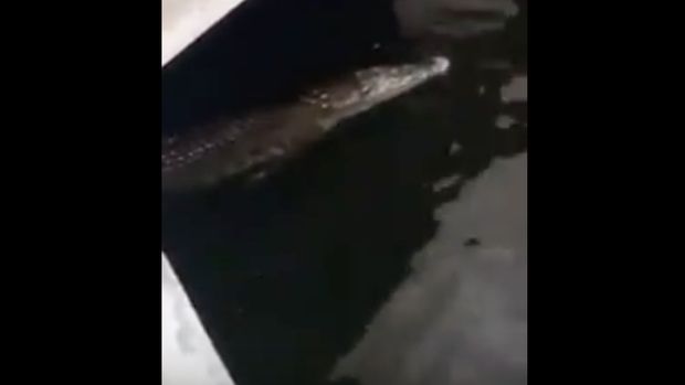 Penampakan buaya di Pondok Dayung, Tanjung Priok, Jakut