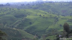 Warga Jabar Ayo Nyoblos! Habis Itu Wisata ke Cukul Sunrise Point Warga Jabar Ayo Nyoblos! Habis Itu Wisata ke Cukul Sunrise Point