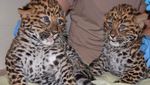Bikin Gemas! Saat Bayi Macan Tutul Kembar Periksa Kesehatan
