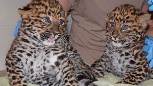 Bikin Gemas! Saat Bayi Macan Tutul Kembar Periksa Kesehatan