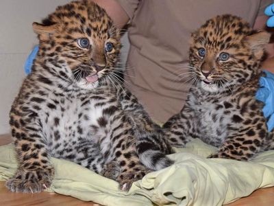 Bikin Gemas! Saat Bayi Macan Tutul Kembar Periksa Kesehatan