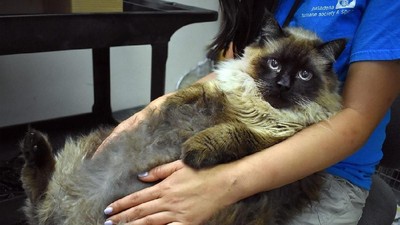 Foto: Viral Kucing 13 Kg yang Tak Muat di Kandang