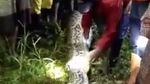 Foto: 2 Kejadian Ular Makan Manusia Bulat-bulat di Sulawesi