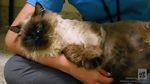 Foto: Viral Kucing 13 Kg yang Tak Muat di Kandang