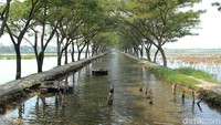 Destinasi ini pun memamerkan saluran irigasi sawah, disertai dengan barisan pepohonan hijau trembesi di kiri kanan dan sawah di kejauhan (Randy/detikTravel)