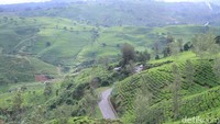 Untuk sampai ke obyek wisata yang satu ini, dibutuhkan tiga jam perjalanan dari pusat Kota Bandung via Tol Soreang Pasirkoja (Soroja). Perjalanan di lanjutkan ke jalan alteri menuju arah Banjaran-Cimaung-Pangalengan. (Wisma Putra/detikTravel)