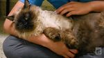 Foto: Viral Kucing 13 Kg yang Tak Muat di Kandang