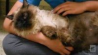 Sebelumnya kucing ini viral di sosial media Facebook. Banyak yang datang ke The Pasadena Humane Society dan mengaku sebagai pemilik kucing itu, namun petugas memilih untuk memastikannya lebih lanjut (Foto: Dok. The Pasadena Humane Society)