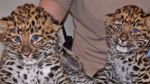 Bikin Gemas! Saat Bayi Macan Tutul Kembar Periksa Kesehatan