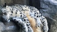 Kalau ini penampakan macan tutul yang telah dewasa di Kebun Binatang Brookfield (Foto: Dok. Brookfield Zoo via ABC News)