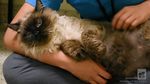 Foto: Viral Kucing 13 Kg yang Tak Muat di Kandang