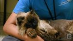 Foto: Viral Kucing 13 Kg yang Tak Muat di Kandang