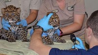 Satu bayi macan tutul disebutkan lebih aktif dari yang lain (Foto: Dok. Brookfield Zoo via ABC News)