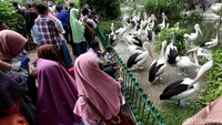 Begini suasana ramainya Kebun Binatang Ragunan, Jakarta Selatan, Minggu (17/6/2018).