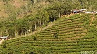Hamparan kebun teh yang berada di Perbukitan Menoreh ini menjadi destinasi wisata. Bahkan saat libur Lebaran ini menjadi salah satu tujuan wisata pengunjung dari berbagai daerah. (Eko Susanto/detikTravel)