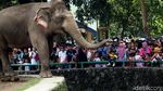 Libur Lebaran, Kebun Binatang Ragunan Dipadati Pengunjung