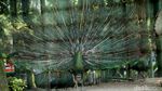 Libur Lebaran, Kebun Binatang Ragunan Dipadati Pengunjung