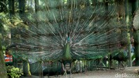 Adapun area satwa Ragunan yang ramai dikunjungi antara lain Burung Merak, Gajah Sumatera, Harimau, dan Orang Utan.
