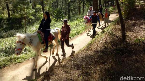 Libur ke Sulsel, Berkuda Mengelilingi Hutan Pinus yang Sejuk Libur ke Sulsel, Berkuda Mengelilingi Hutan Pinus yang Sejuk