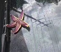 Unik Tapi Nyata, di China Ada Fenomena Hujan Seafood Segar