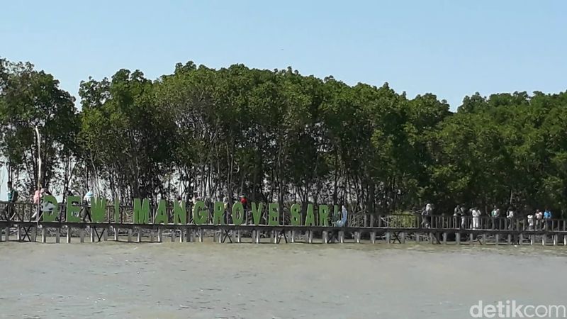 Foto: Brebes Punya Wisata Hutan Mangrove