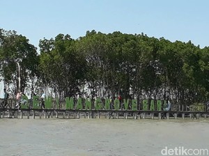 Wisata Hutan Mangrove, Pilihan Saat Libur Lebaran di Brebes