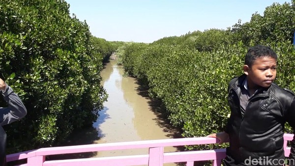 Wisatawan bisa menyusuri track hutan mangrove sepanjang 700 meter. Pemandangannya boleh juga (Imam/detikTravel)