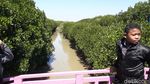 Foto: Brebes Punya Wisata Hutan Mangrove