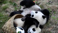 Penampakan keranjang yang tadinya dijadikan gawang, eh malah dibuat permainan (Foto: Dok. Xinhua/Zhang Chaoqun)