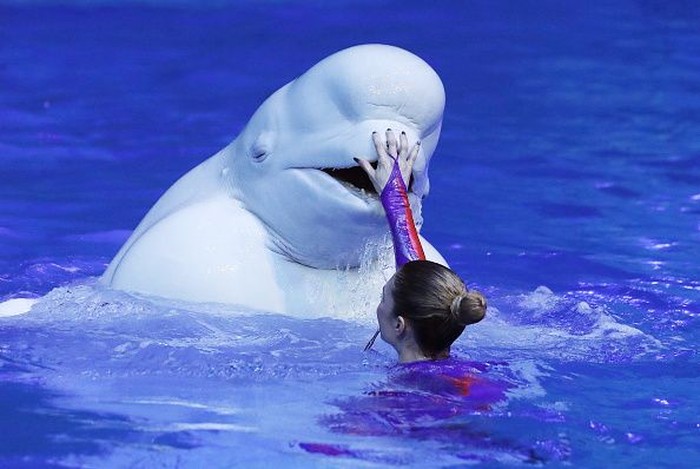 Ilustrasi paus beluga dan pelatih. Foto: Getty Images Ilustrasi paus beluga dan pelatih. Foto: Getty Images