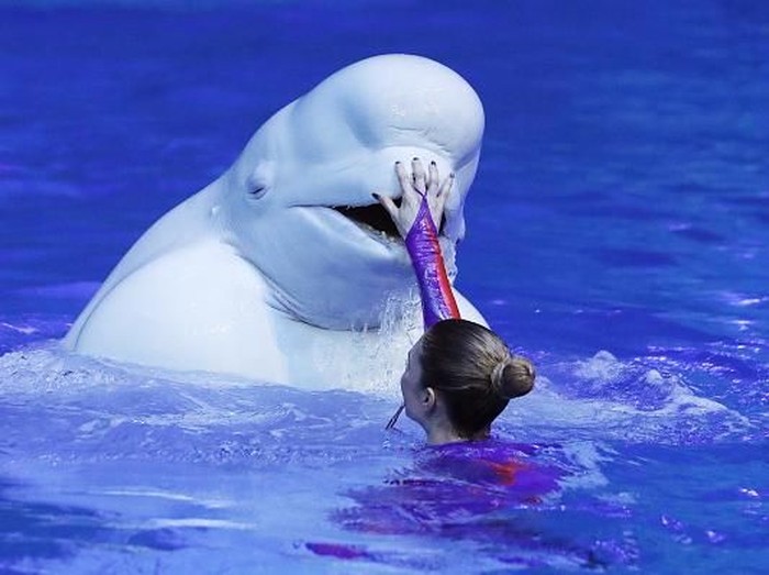 TS06D076 MOSCOW, RUSSIA - DECEMBER 13, 2017: A beluga whale takes part in Lost World, a Christmas show at the Moskvarium Oceanography and Marine Biology Center at VDNKh. Artyom Geodakyan/TASS (Photo by Artyom GeodakyanTASS via Getty Images)