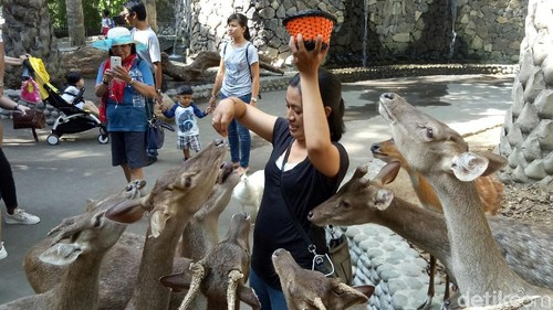 Keramaian Bali Zoo saat libur Lebaran 2018