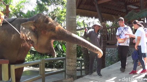 Pengunjung juga bisa memberi makan gajah (Nandhang/detikTravel)