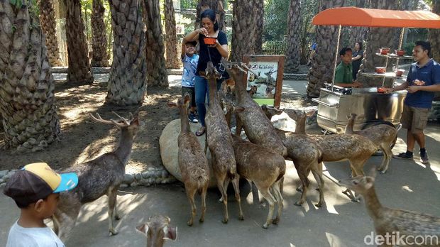 Pengunjung yang asyik memberi makan rusa (Nandhang/detikTravel)