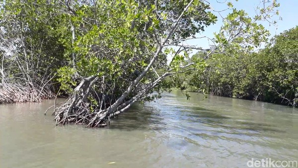 Wisata mangrove ini dibangun di atas bekas kawasan tambak yang terkena abrasi sejak tahun 1980-an. Pengurus Pokdarwis Desa Kaliwlingi, Mashadi (50) menyebutkan, tambak warga yang terkena abrasi mencapai 1.100 hektar (Imam/detikTravel)