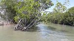 Foto: Brebes Punya Wisata Hutan Mangrove