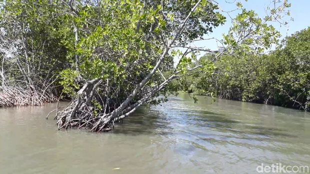 Wisata Hutan Mangrove, Pilihan Saat Libur Lebaran di Brebes