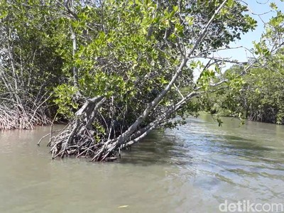 Berkunjung ke Dewi Mangrove Sari Berkunjung ke Dewi Mangrove Sari