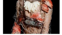 Selain junk food, James juga menggunakan bahan-bahan mentah ke dalam karya seninya. Seperti kulit ikan, irisan cumi putih, kepala ikan, hingga jaring penangkap ikan. Foto: James Ostrer