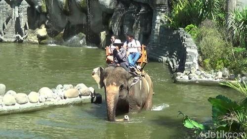 Keramaian Bali Zoo saat libur Lebaran 2018
