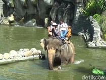 5 Tempat Wisata Konservasi di Bali untuk Libur Lebaran: Ada Bali Zoo-Kebun Raya