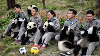 Pertandingan antar-panda digelar di Sichuan, Provinsi Heilongjiang, China. (Foto: Dok. Xinhua/Zhang Chaoqun)