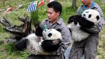 Foto: Gemasnya Panda yang Kena Demam Piala Dunia 2018