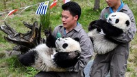 Petugas membawa panda-panda itu ke dalam sebuah arena dengan ukuran tertentu dan ditutup pagar (Foto: Dok. Xinhua/Zhang Chaoqun)