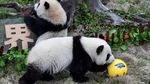 Foto: Gemasnya Panda yang Kena Demam Piala Dunia 2018