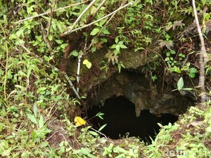 Ini Sarang Ular Sanca yang Makan Wanita di Sultra