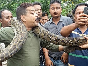 Selfie dengan Piton Raksasa, Seorang Jagawana Nyaris Dililit