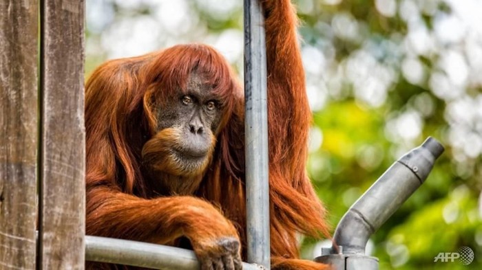 Orangutan Tertua di Dunia Mati di Usia 62 Tahun