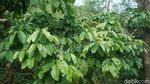 Masih di Semarang? Yuk, Keliling Kebun Kopi dan Cicipi Kopi Lokal Asli Semarang