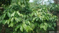 Di tengah perjalanan, pengunjung bisa melihat bahkan memegang buah kopi yang masih di pohon. Kalau musim panen, pengunjung bahkan boleh memetik dan mencicip buah kopi masak yang rasanya asam kecut. Foto: Devi S. Lestari / detikFood